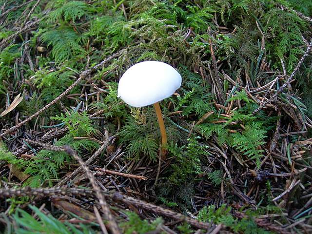 Macromiceti jurassiani � la lunga ricerca